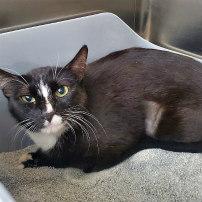 MANDY, a Adoptable Tuxedo in Henderson, NV image 2/2