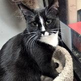 MANDY, Adoptable, Adult Female Tuxedo.