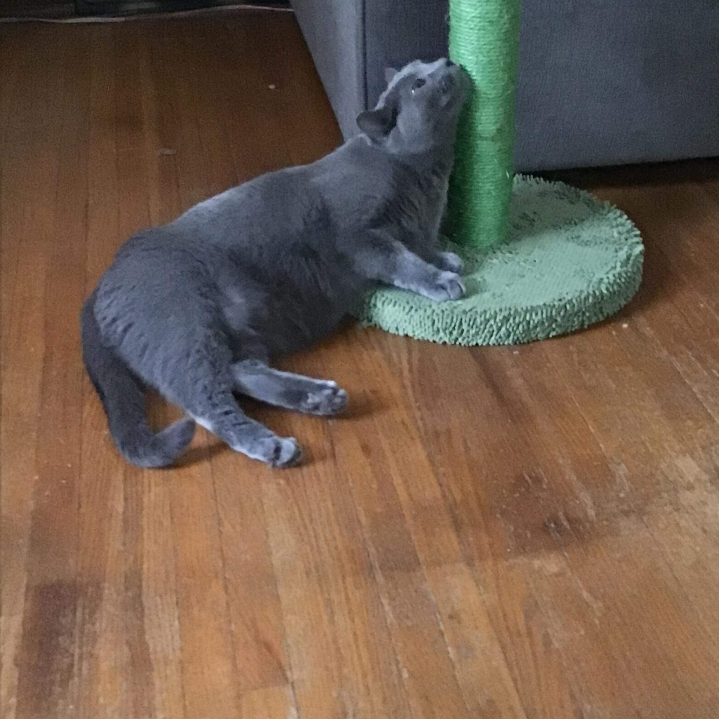 Misty, a Adoptable Domestic Short Hair in Elgin, IL image 6/6