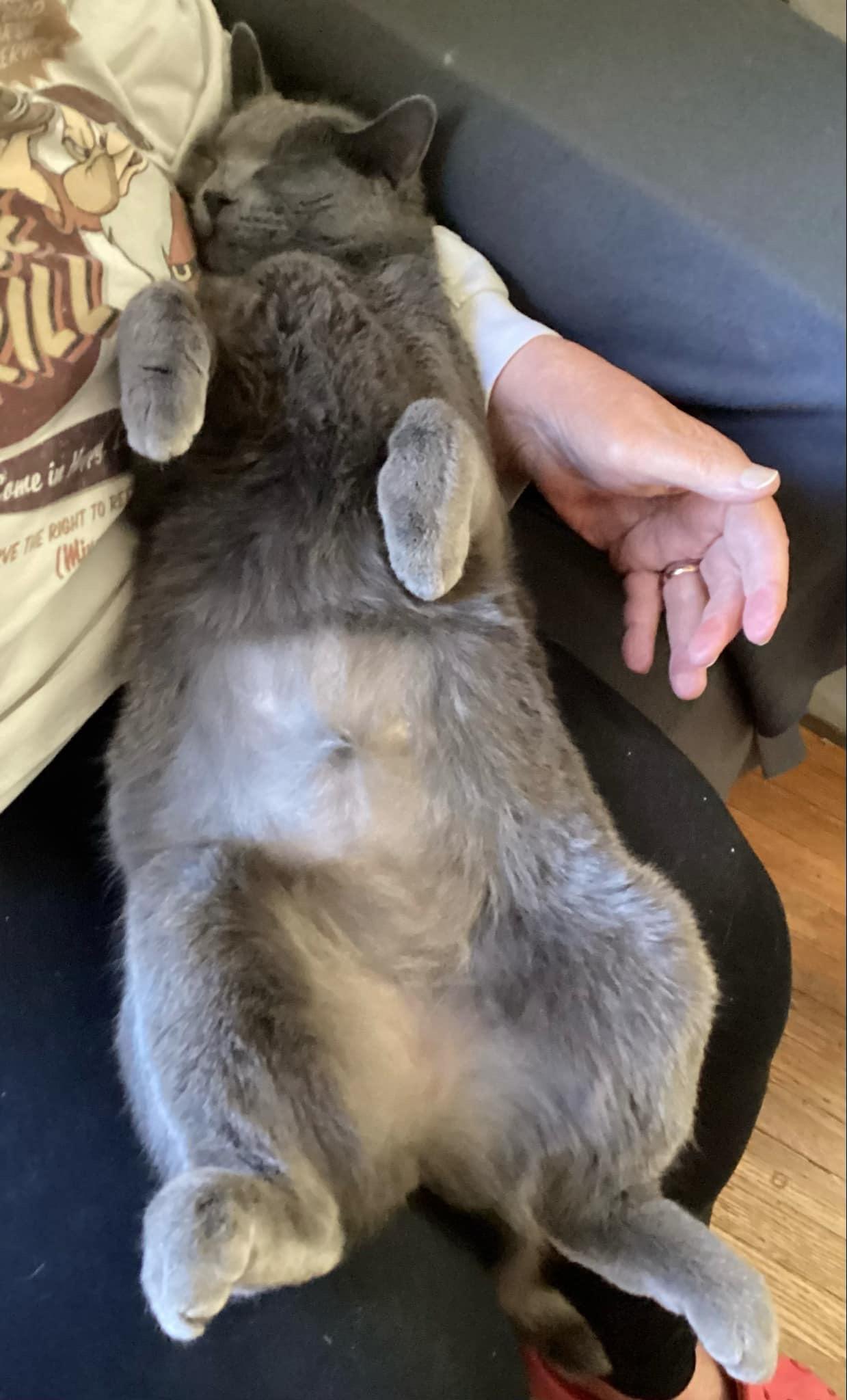 Misty, a Adoptable Domestic Short Hair in Elgin, IL image 2/6