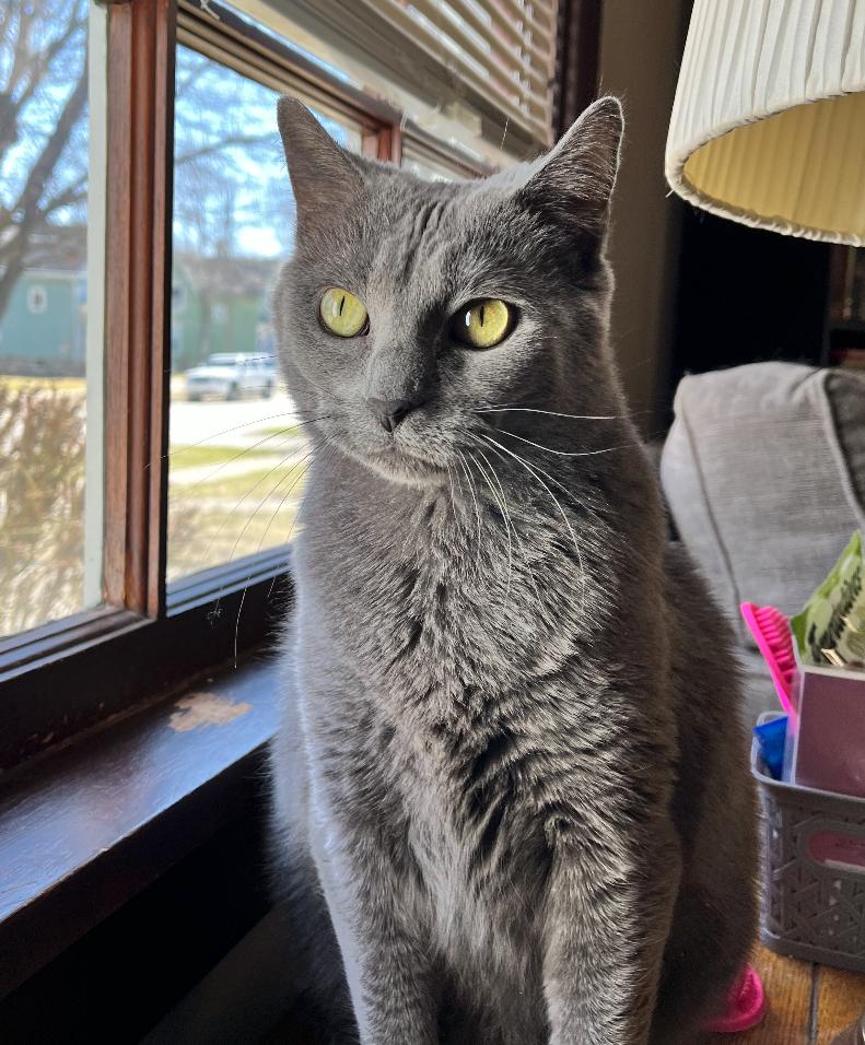 Misty, a Adoptable Domestic Short Hair in Elgin, IL image 1/6