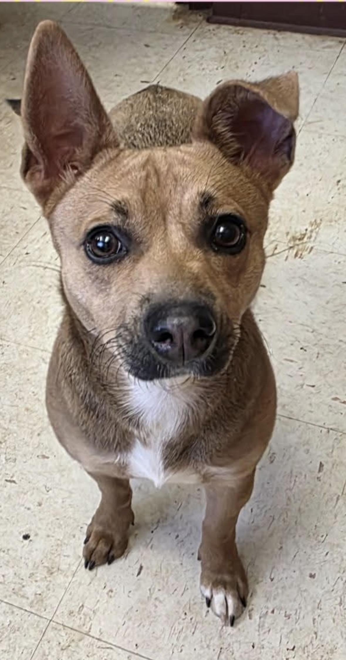 Reba, ADOPTABLE, Young Female Chihuahua & Dachshund.