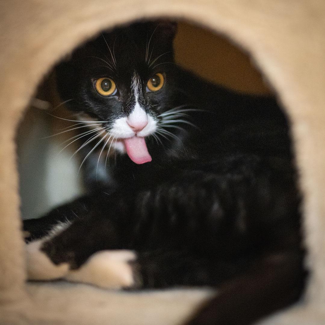 Enlarge Boots  (BS & RR), a Adoptable Tuxedo in Woodland Hills, CA image 2/4