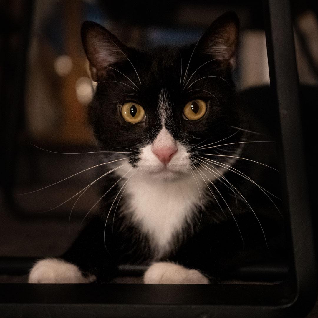Boots (BS & RR), a Adoptable Tuxedo in Woodland Hills, CA image 1/5