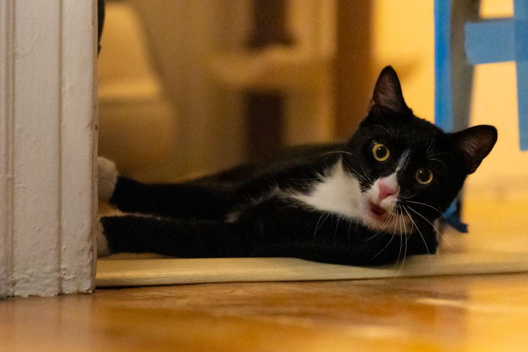 Boots  (BS & RR), Adoptable, Young Male Tuxedo.