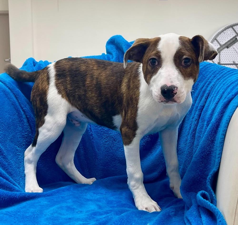 Remington, a Adoptable mixed breed in Jamestown, CA image 3/4
