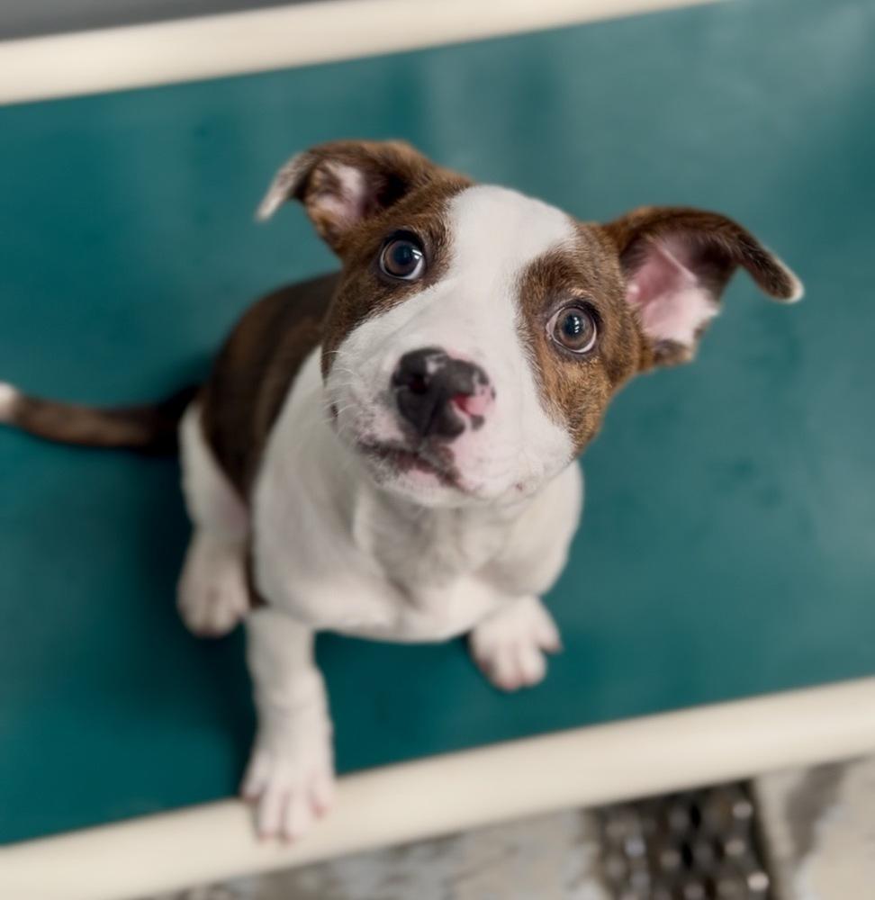Remington, a Adoptable mixed breed in Jamestown, CA image 2/4