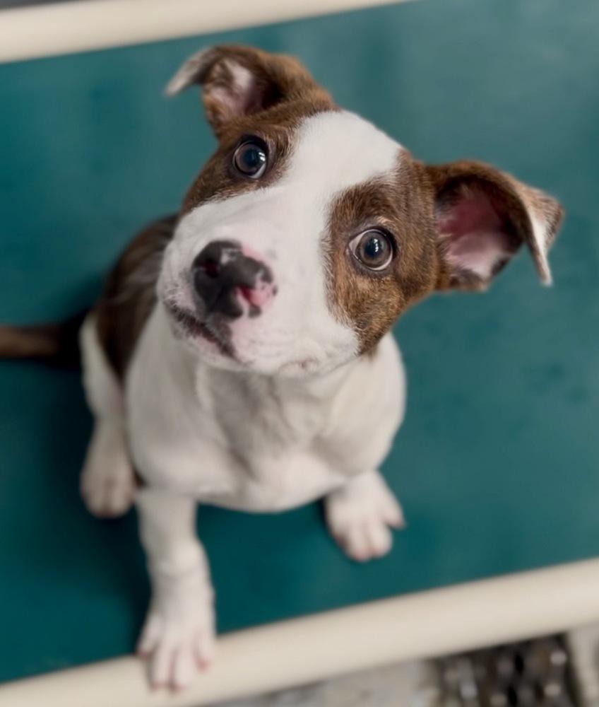Remington, Adoptable, Puppy Male Pit Bull Terrier.