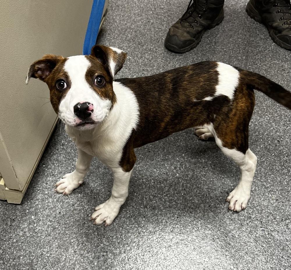 Remington, a Adoptable mixed breed in Jamestown, CA image 4/4