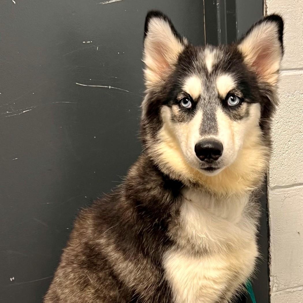 Misty, adopted, Young Female Husky.