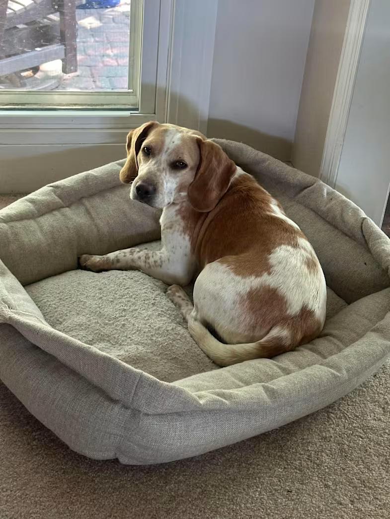 Enlarge Wattson, a ADOPTABLE Beagle in Portland, OR image 1/2