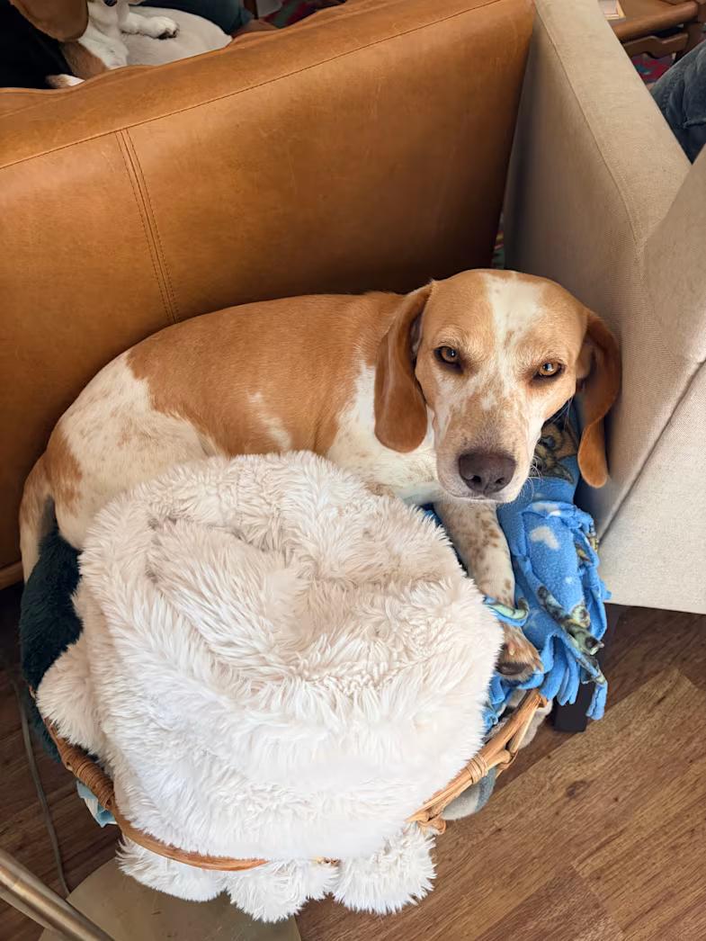 Enlarge Wattson, a ADOPTABLE Beagle in Portland, OR image 2/2