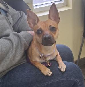 Snickers, a ADOPTABLE mixed breed in Palm Harbor, FL image 4/6