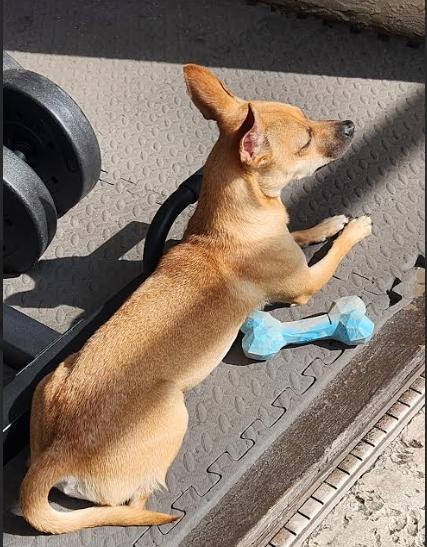 Snickers, a ADOPTABLE mixed breed in Palm Harbor, FL image 6/6