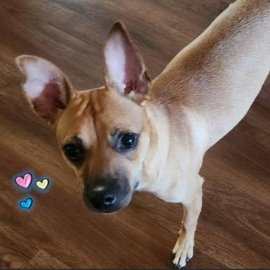 Snickers, a ADOPTABLE mixed breed in Palm Harbor, FL image 3/6