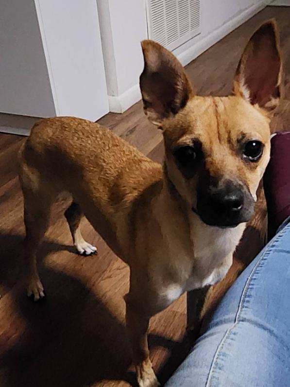 Snickers, a ADOPTABLE mixed breed in Palm Harbor, FL image 5/6