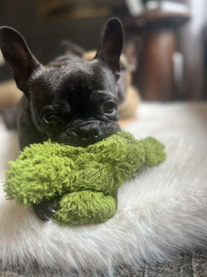 PALOMA (AND MATEO), a Adoptable French Bulldog in Bonney Lake, WA image 3/3