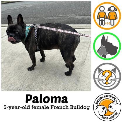 PALOMA (AND MATEO), a Adoptable French Bulldog in Bonney Lake, WA image 1/3