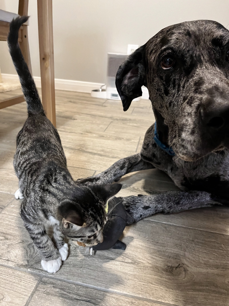 Cat for adoption Colin Bridgerton, a Domestic Short Hair Mix in Twin