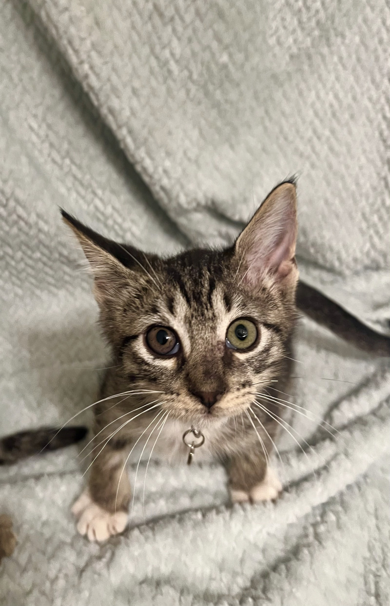 Cat for adoption Colin Bridgerton, a Domestic Short Hair Mix in Twin