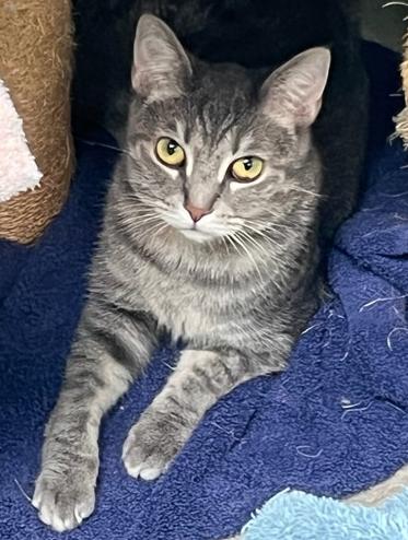 Belli, a Adoptable Domestic Short Hair in Cincinnati, OH image 4/4