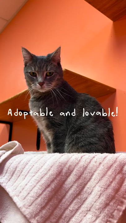 Enlarge Belli, a Adoptable Domestic Short Hair in Cincinnati, OH video 3/4