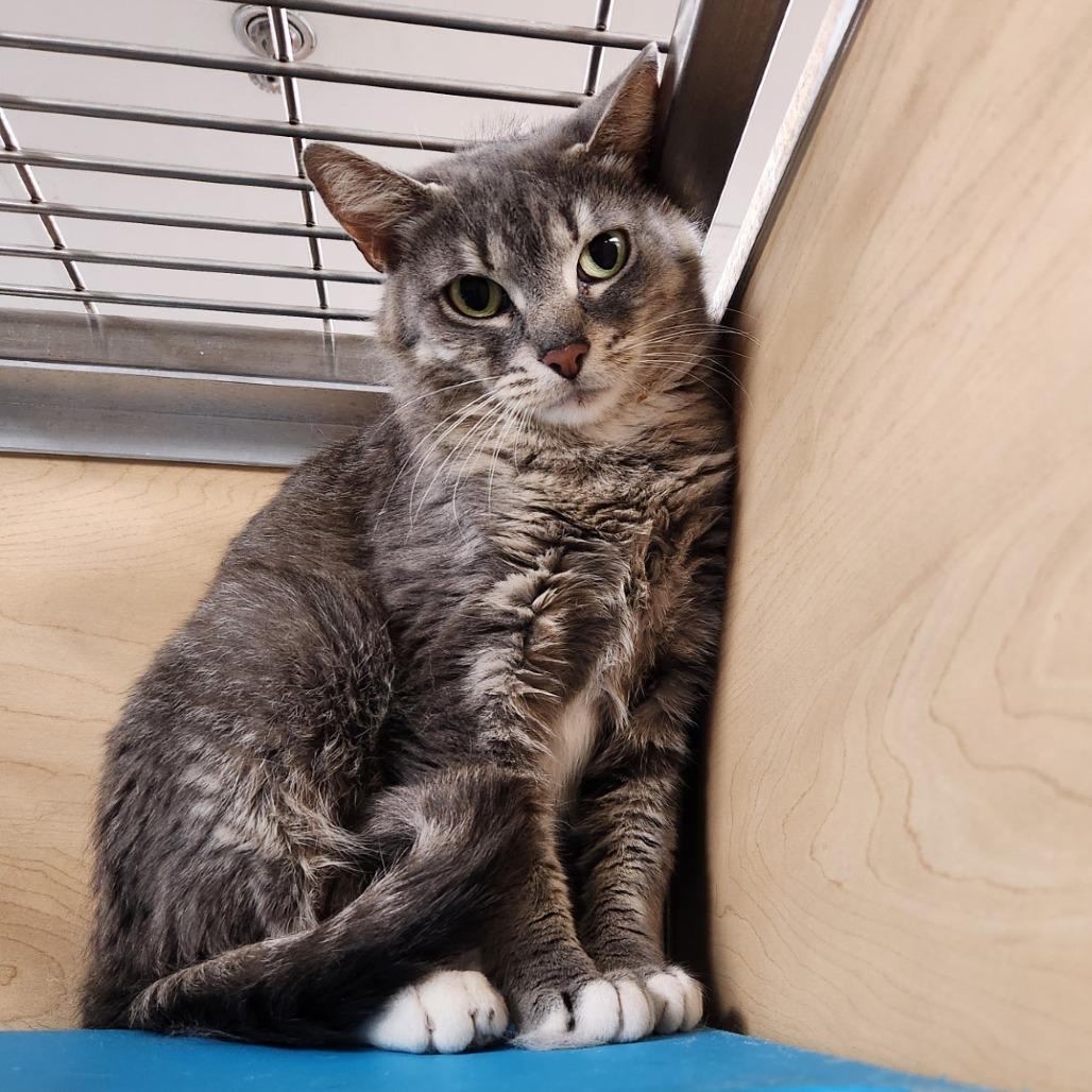 Spirit, Adoptable, Adult Female Domestic Short Hair.