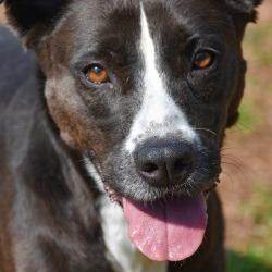 Enlarge Layla, a Adoptable mixed breed in Columbus, NC image 1/5