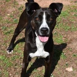 Enlarge Layla, a Adoptable mixed breed in Columbus, NC image 2/5