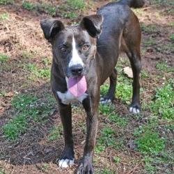 Enlarge Layla, a Adoptable mixed breed in Columbus, NC image 3/5