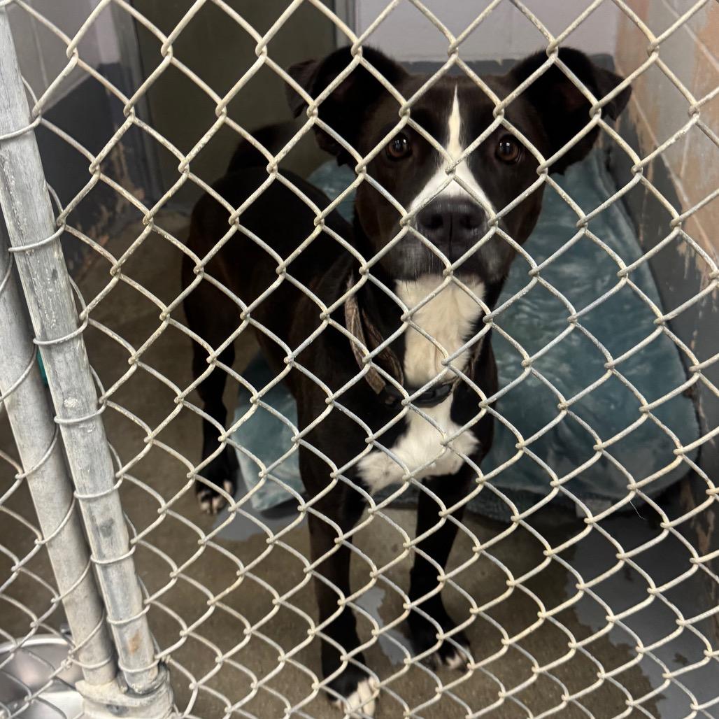 Enlarge Layla, a Adoptable mixed breed in Columbus, NC image 4/5