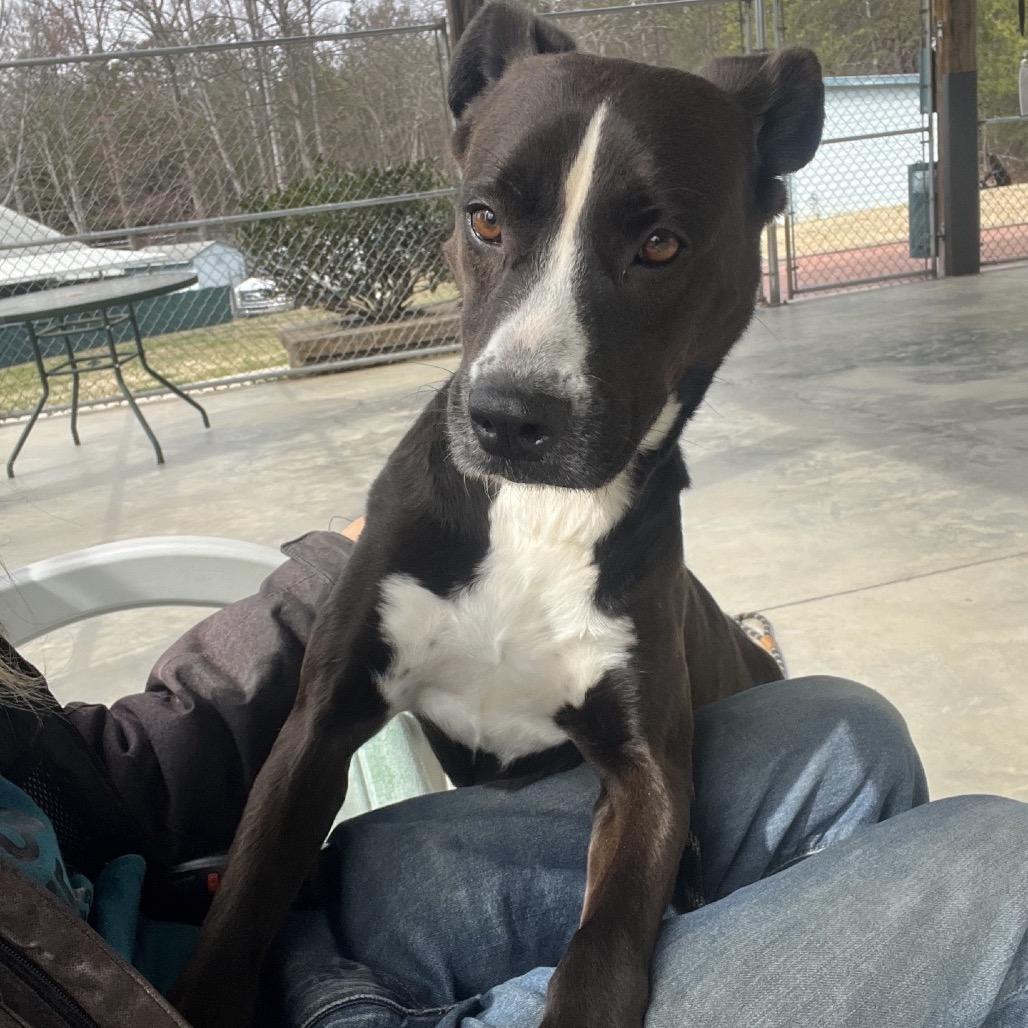 Enlarge Layla, a Adoptable mixed breed in Columbus, NC image 5/5