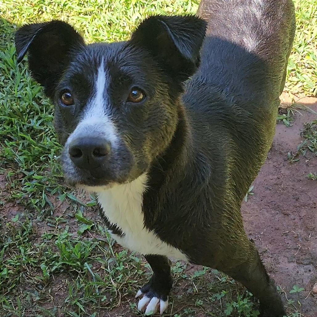 Enlarge Layla, a Adoptable mixed breed in Columbus, NC image 5/5