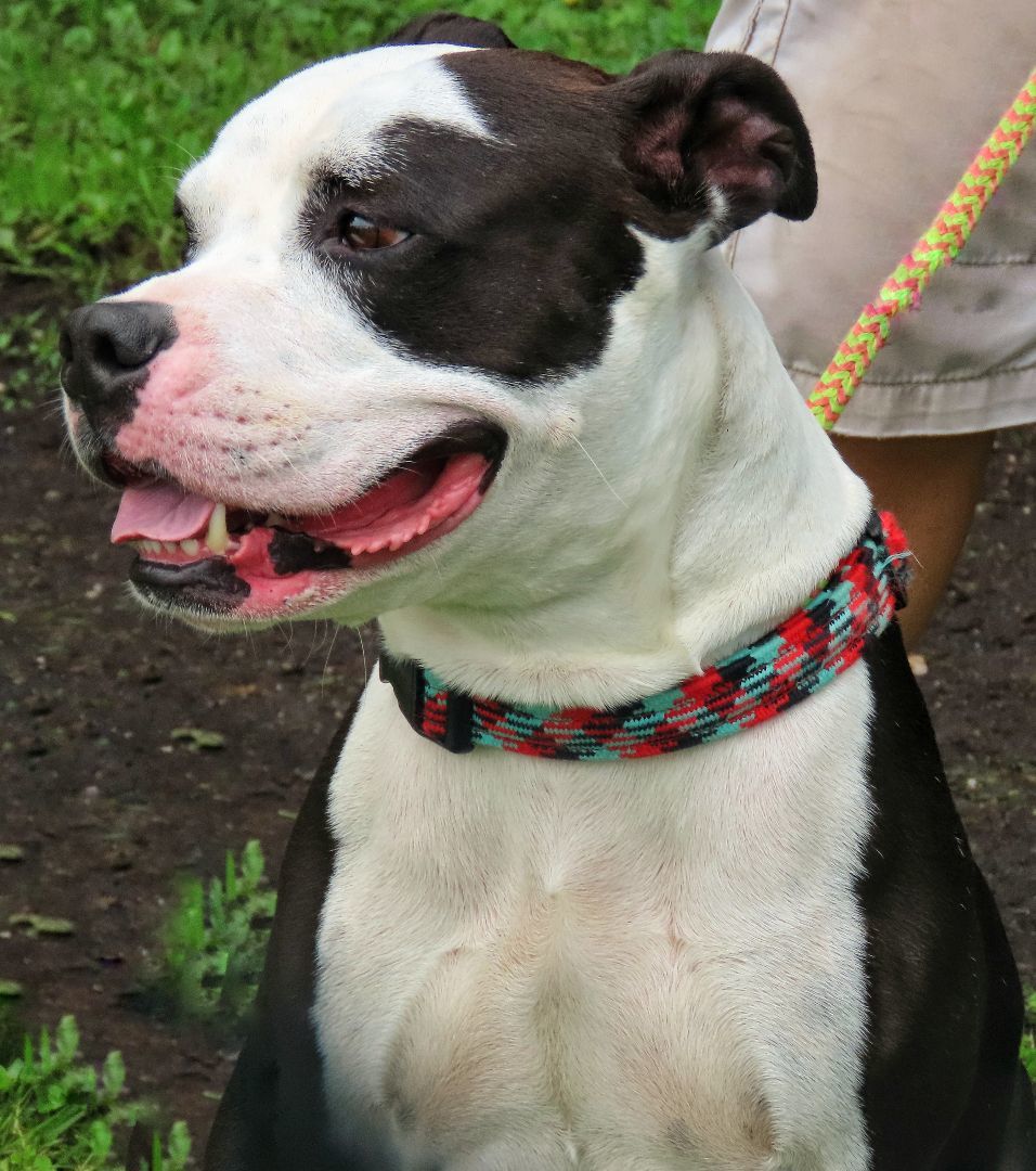 Enlarge 23-274 Rebel, a Adoptable mixed breed in Amityville, NY image 2/6