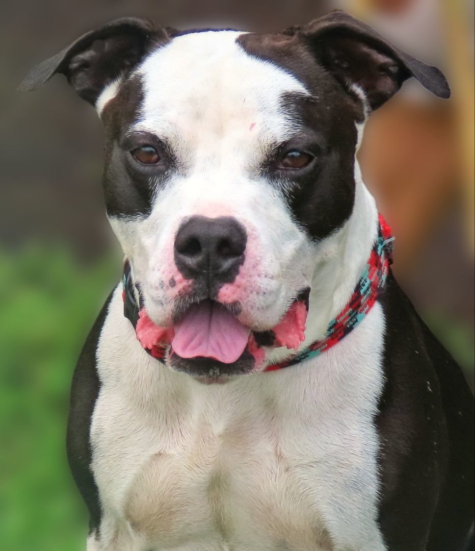 Enlarge 23-274 Rebel, a Adoptable mixed breed in Amityville, NY image 1/6