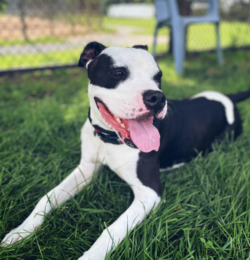 Enlarge 23-274 Rebel, a Adoptable mixed breed in Amityville, NY image 3/6