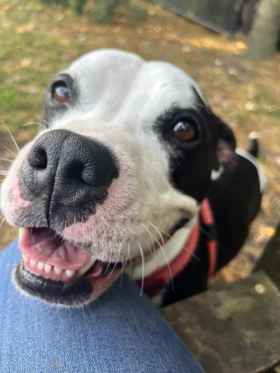 Enlarge 23-274 Rebel, a Adoptable mixed breed in Amityville, NY image 6/6