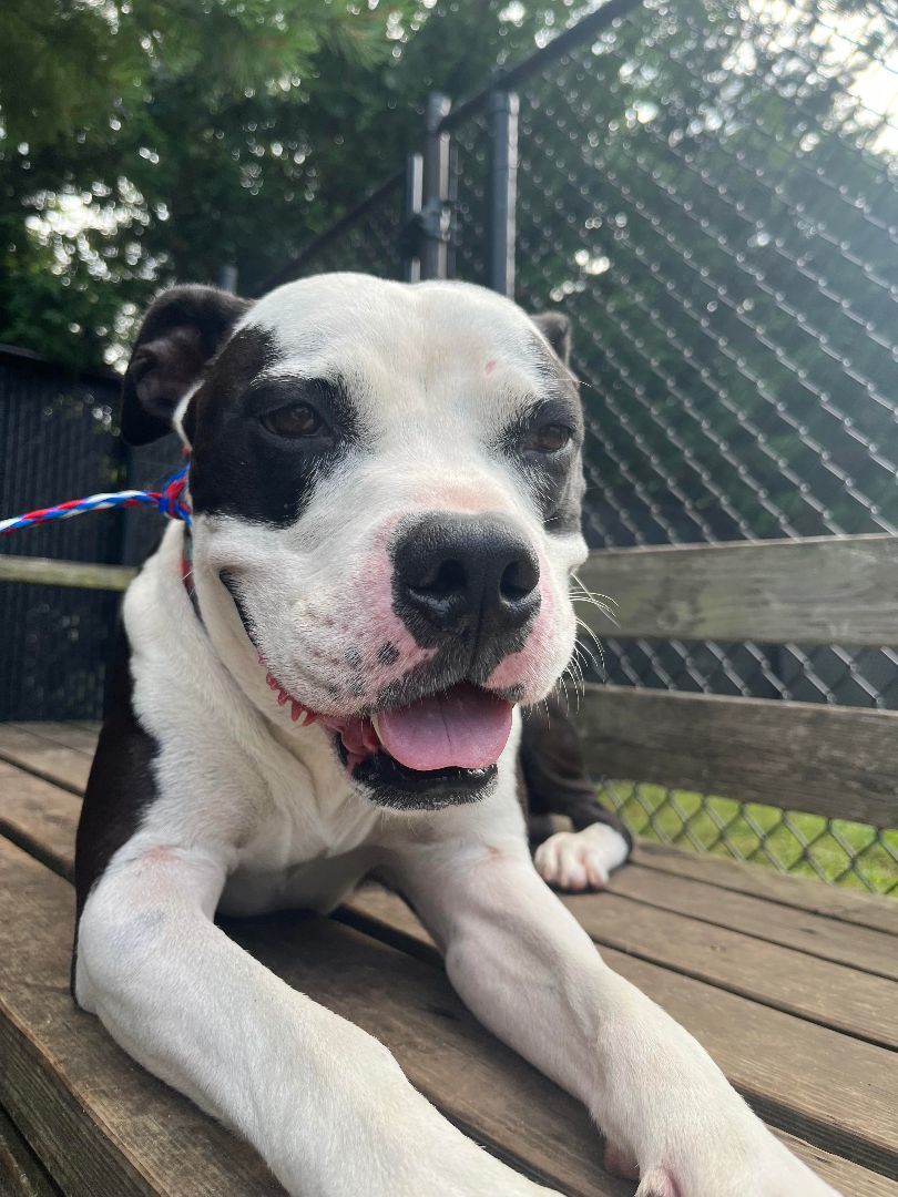 Enlarge 23-274 Rebel, a Adoptable mixed breed in Amityville, NY image 4/6