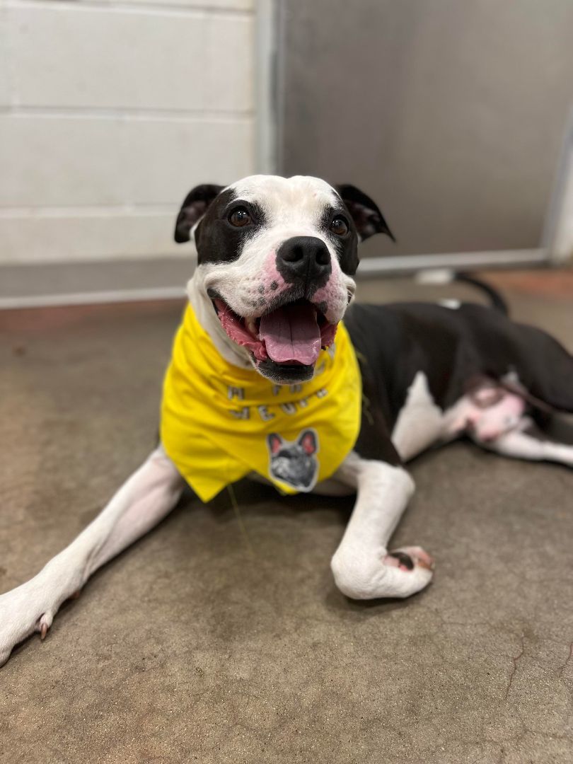 Enlarge 23-274 Rebel, a Adoptable mixed breed in Amityville, NY image 5/6