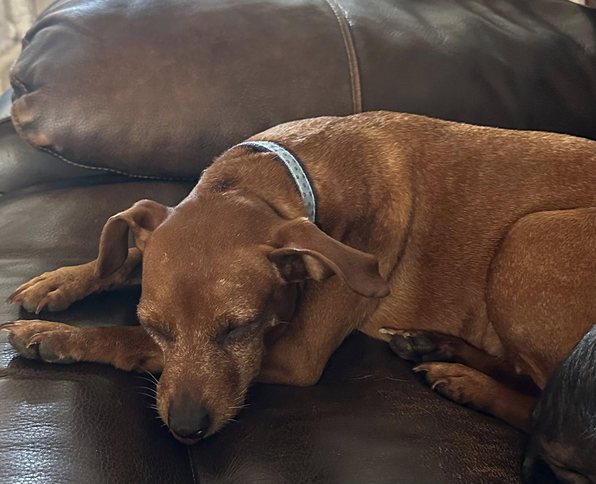 Enlarge Toofer, a Adoptable Miniature Pinscher in Austin, TX image 2/5