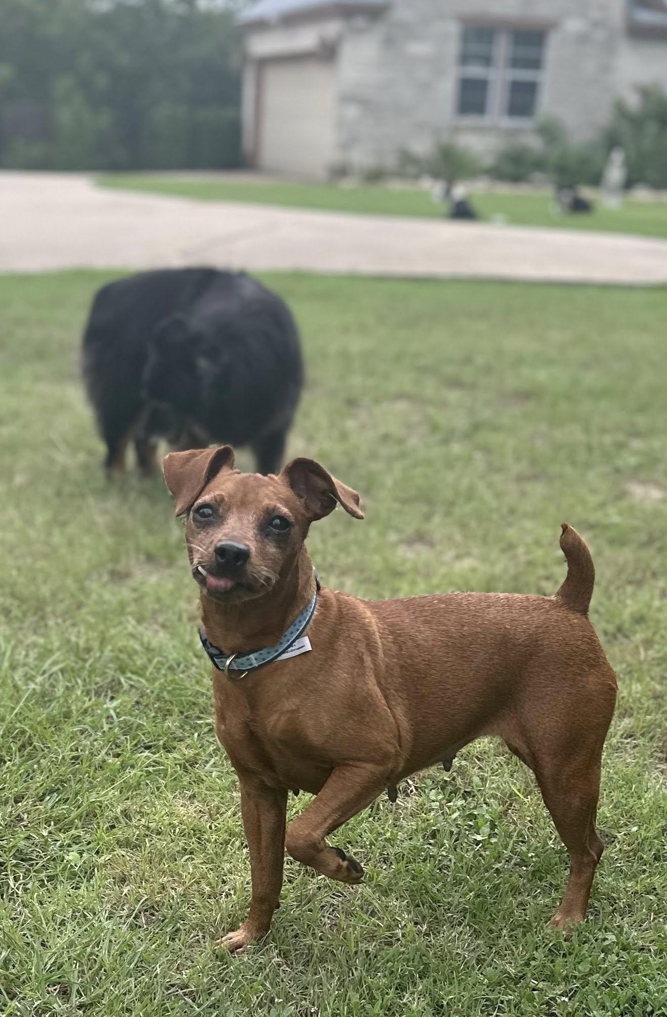 Enlarge Toofer, a Adoptable Miniature Pinscher in Austin, TX image 3/5