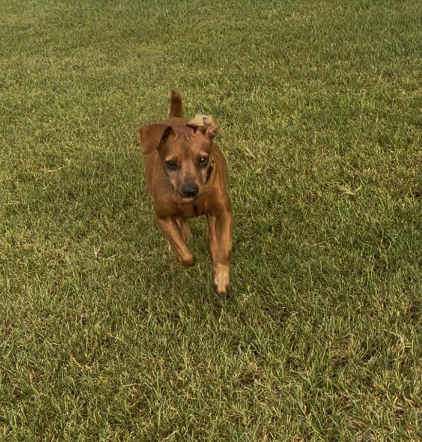 Enlarge Toofer, a Adoptable Miniature Pinscher in Austin, TX image 4/5