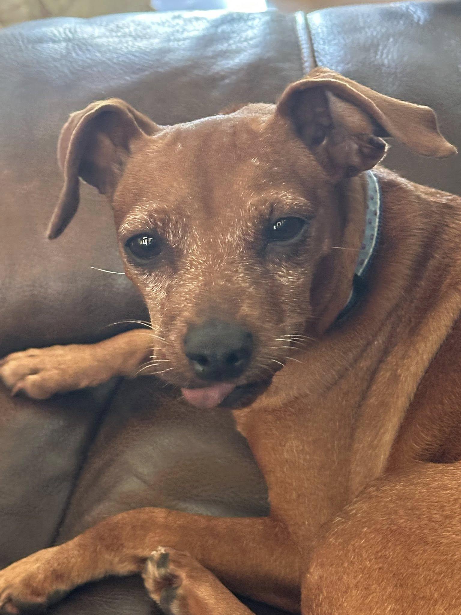 Enlarge Toofer, a Adoptable Miniature Pinscher in Austin, TX image 5/5