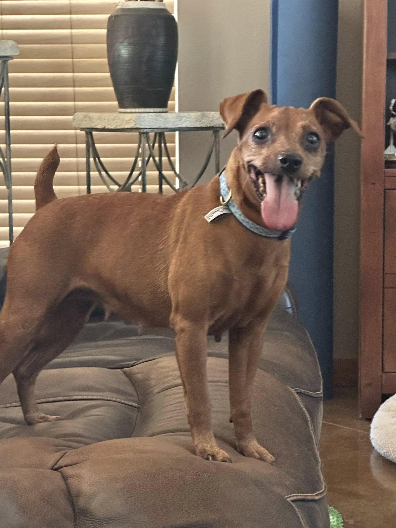 Toofer, Adoptable, Adult Female Miniature Pinscher.