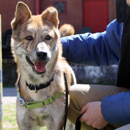 Enlarge Ulsan, a Adoptable mixed breed in Richmond, VA image 1/3