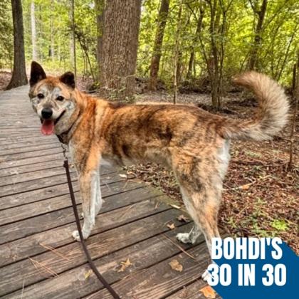 Ulsan, a Adoptable mixed breed in Richmond, VA image 2/3