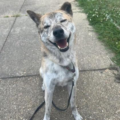 Enlarge Ulsan, a Adoptable mixed breed in Richmond, VA image 2/5
