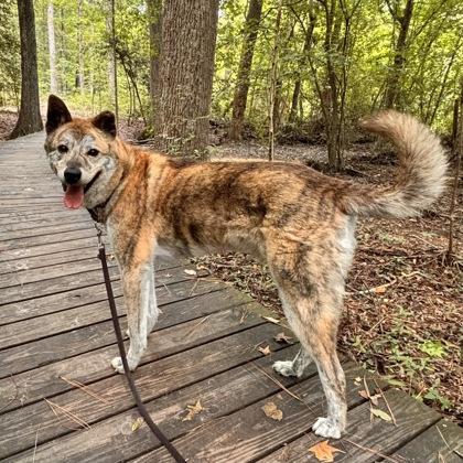 Enlarge Ulsan, a Adoptable mixed breed in Richmond, VA image 2/3