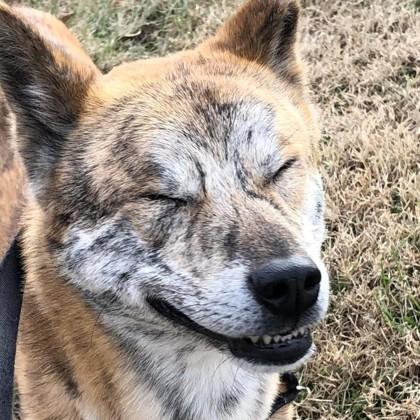 Enlarge Ulsan, a Adoptable mixed breed in Richmond, VA image 3/3