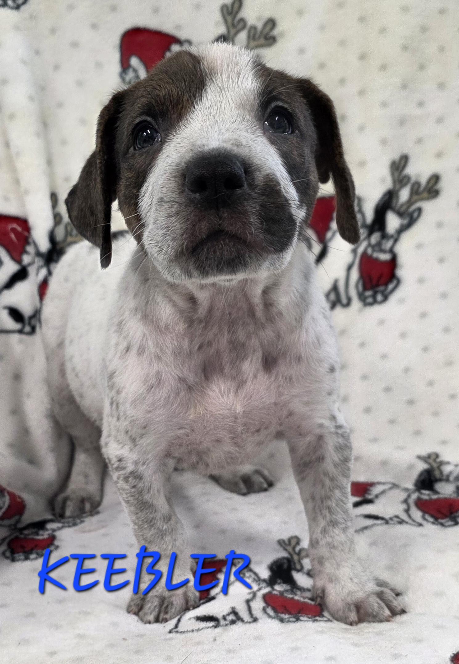 Keebler, ADOPTABLE, Puppy Male Cattle Dog.